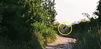 Има ли изобщо пантера - дронове и термокамери кръжат цяла нощ без резултат