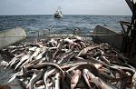 И рибата се изплаши след ударите с дронове в Черно море