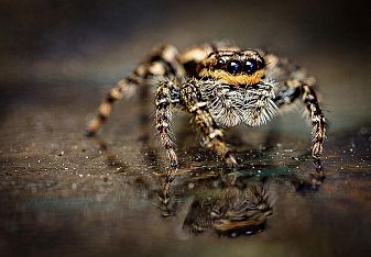 Нашествие от смъртоносни паяци завладя плувни басейни в Австралия
