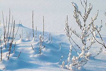 Ще има ли сняг за Коледа и Нова година?
